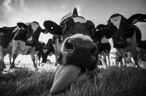 Cow in Ilha Terceira